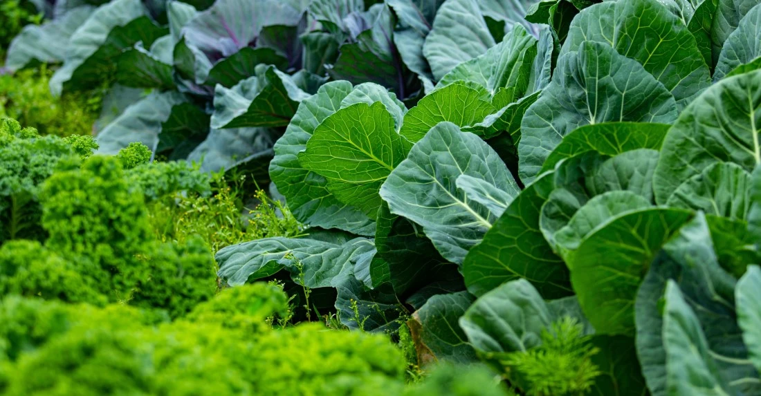 1. 1. STYLEUP_GUIDE_HEALTH_AND_BEAUTY_TIPS_ALL_ABOUT_MAGNESIUM_Green_Leafy_Vegetables_Are_Rich_In_Magnesium.jpg